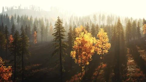 Luminous coniferous forest in the mountains during fall sunset Stock Illustration