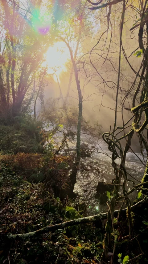 Luminous Dawn: Sunbeams Through the Forest Canopy Stock Footage 266572813
