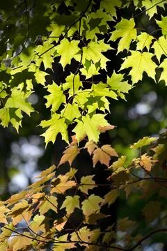 Luminous Fall Leaves Stock Photos