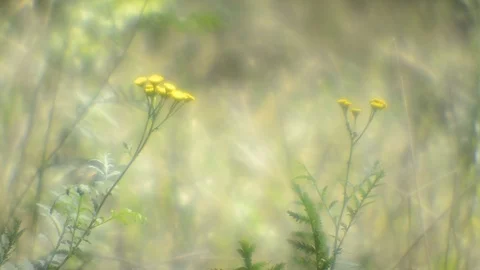 Luminous flowers Stock Footage 113852046