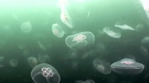 Luminous Jellyfish Drift Through Deep Sea of Japan Waters Video stock 337498823