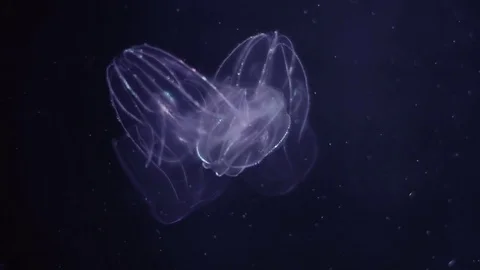 Luminous jellyfish floating in Aquarium pool Stock Footage 74940923