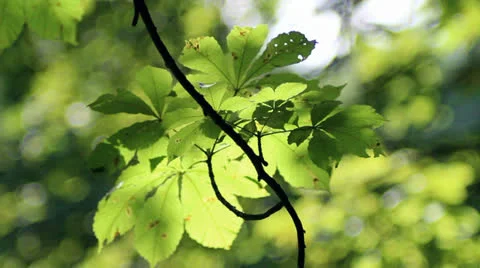 Luminous leaves Video stock 26411643