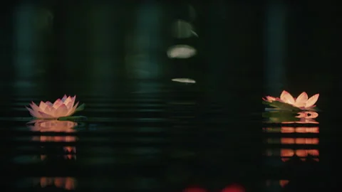Luminous lotus flowers float on the water 動画素材 248140933