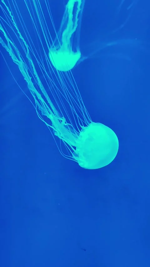 Luminous medusa jellyfish swimming in deep ocean. vertical. Stock-Footage 336191253