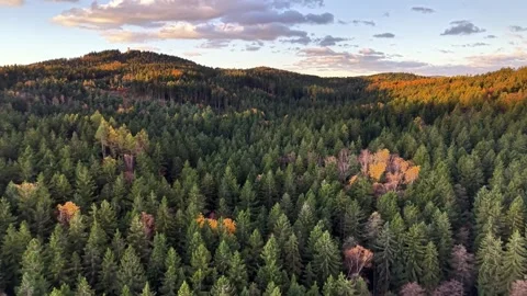 Luminous mountain forest landscape emphasizing seasonal autumn colors and Stock Footage 321070157