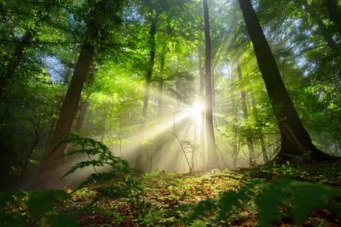 Luminous rays of sunlight in a misty green forest Stock Photos