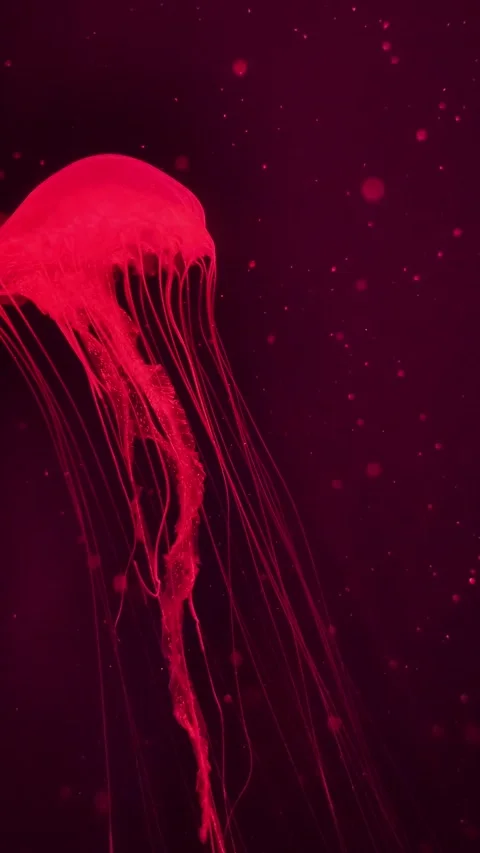 Luminous red jellyfish floating in deep ocean water. vertical. Stock Footage 336189227