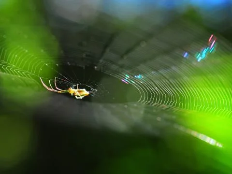 A luminous spider's web Stock Photos