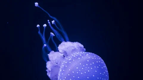 Luminous spotted jellyfish glowing in deep blue water Stock Footage 299800148