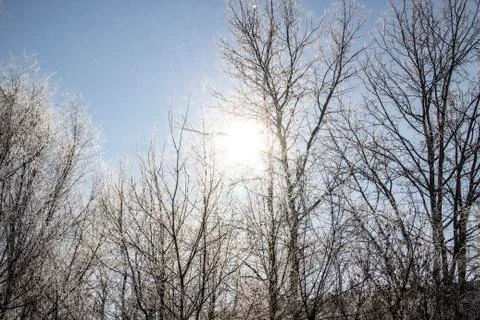 A Luminous sun make a light through tree branches. God light. Winter Stock Photos