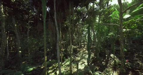 Luminous tropical forest showcasing thick plant life and dramatic lighting Stock Footage 347192178