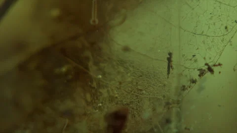 Luminous Underwater Ecosystem Stock Footage 331884123