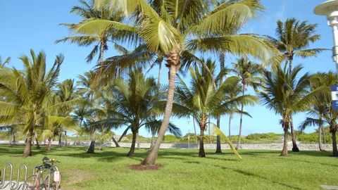 Lummus Park Miami Beach FL 6k Video stock 142056746