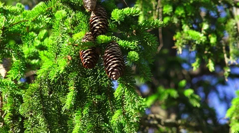 A lump on the branch of a pine. 4K. Stock Footage 39993886