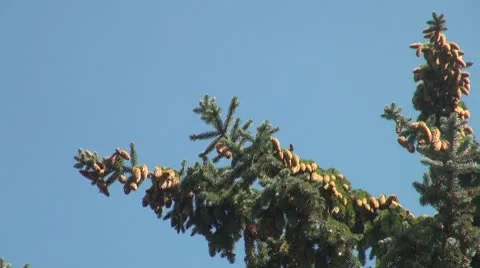 A lump on the branch of a pine Stock Footage 8848874