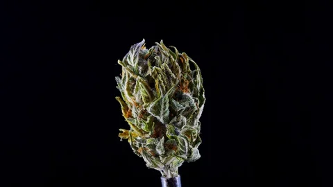 Lump marijuana closeup on a black background.Of dried medical cannabis. Stock-Footage 127790895