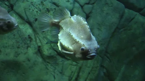 Lumpfish in an Aquarium Vídeo Stock 43002941