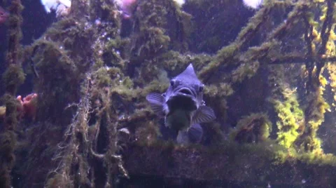 The lumpfish in Aquarium Vídeos de archivo 43204773