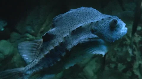Lumpfish - Cyclopterus lumpus Stock-Footage 38036755