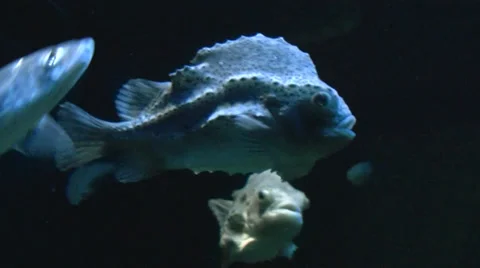Lumpfish - Cyclopterus lumpus Vidéo 38041036