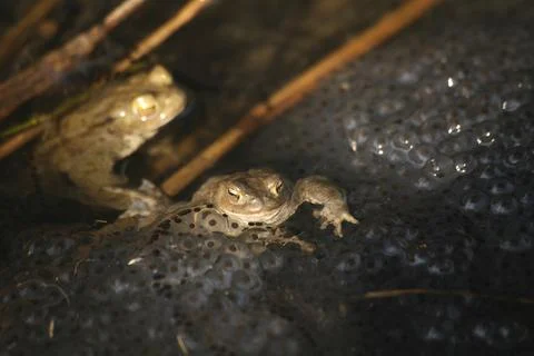 The lumps of frog spawn come from grass frogs, but the two frogs in the picture Foto stock