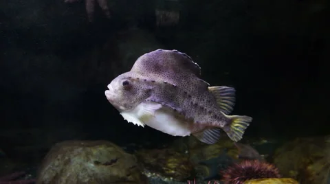 Lumpsucker or lumpfish Stock Footage 40337659