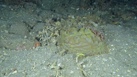 Lumpy Asteronotus Stock Footage 343801132