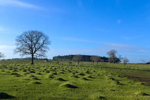Lumpy bumpy lawn or soil bumps Stock Photos