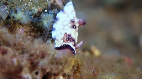 Lumpy Nudibranch actively moves among the algae. Stock Footage 136719237