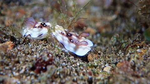 Lumpy Nudibranch crawls through the sand among the seaweed. Stock Footage 136719219