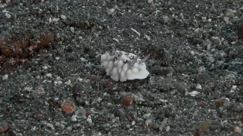 Lumpy Nudibranch Stock Footage 233942939