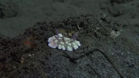 Lumpy Nudibranch Stock Footage 243234462