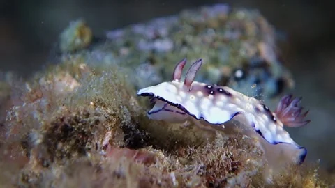 Lumpy Nudibranch sits on algae and actively moves its body. Stock Footage 136719238