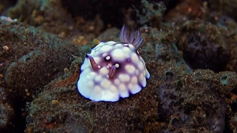 Lumpy Nudibranch sits motionless on a black stone. Stock Footage 136719234