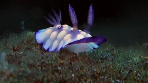 Lumpy Nudibranch sits on the sand overgrown with algae. Stock Footage 136719210