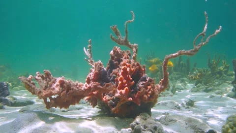 Lumpy overgrowing sponge on sandy seabed Stock Footage 157333126