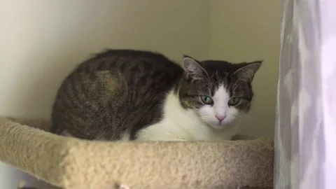 Luna The Cat Stock Footage 136271034