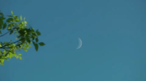 Luna comes to the corner of the frame Stock Footage 50350523