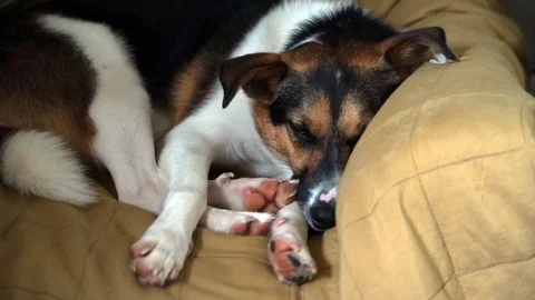 Luna Video stock 111192803