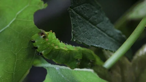 Luna Moth Caterpillar Eating Leaf Stockbeeldmateriaal 90263869