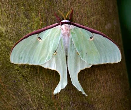Luna moth close up Stock Photos