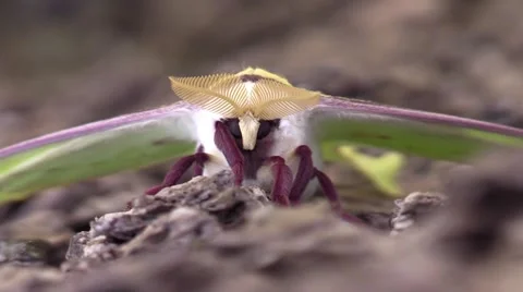 Luna moth closeup front view Stock Footage 50542822