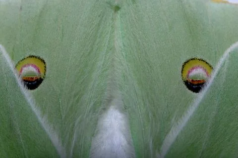 Luna Moth Eye Pattern Designs Stock Photos
