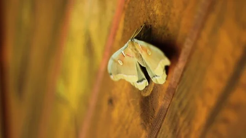 Luna Moth Flutters in the Wind on the Side of a Wood House Stock Footage 116254047