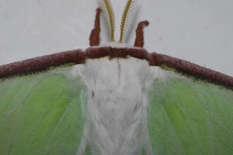 Luna Moth--Front/Top View Stock Photos