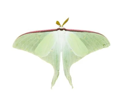 Luna moth Stock Photos