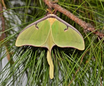 Luna Moth Stock Photos