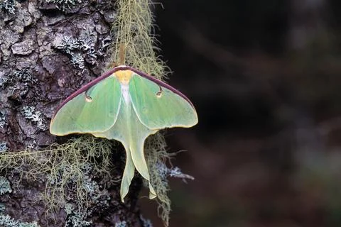 Luna Moth Stock Photos