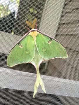 Luna Moth Stock Photos